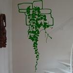 Plante retombante sur pierre 2